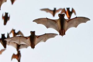 Image of Mexican free-tailed bats