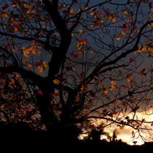 Image of a night sky with trees in the foreground