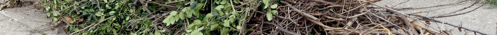 An image of trimmed tree limbs in a pile at a street curb